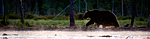 BB 10 0088 / Ursus arctos / Brunbjørn